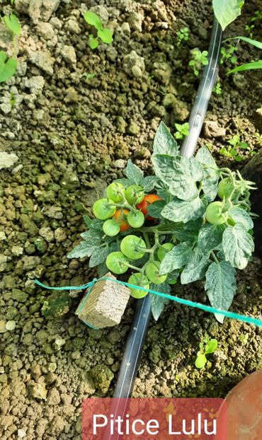  - Cherry Pitice LuLu