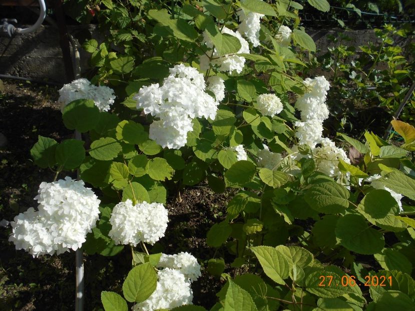  - 02 Azalee-rhododendroni-heleborusi-hortensii-hoste 2021