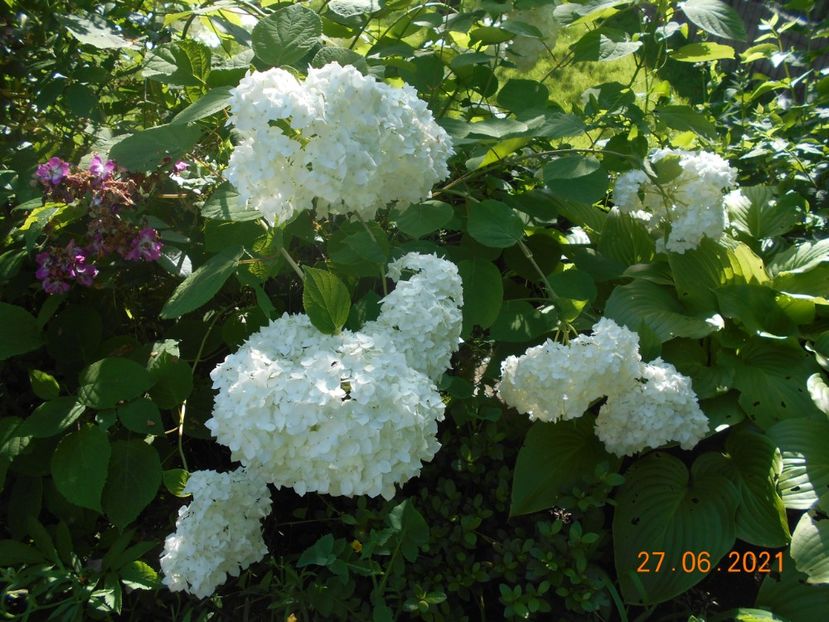  - 02 Azalee-rhododendroni-heleborusi-hortensii-hoste 2021
