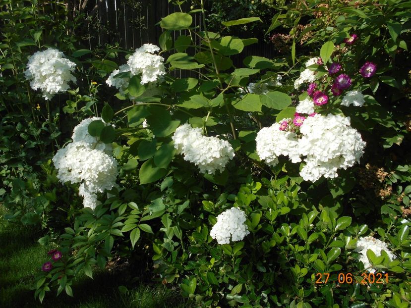  - 02 Azalee-rhododendroni-heleborusi-hortensii-hoste 2021