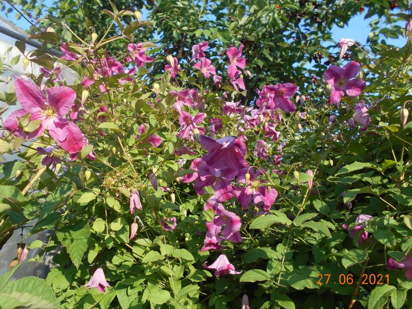 - 02 Clematite 2021