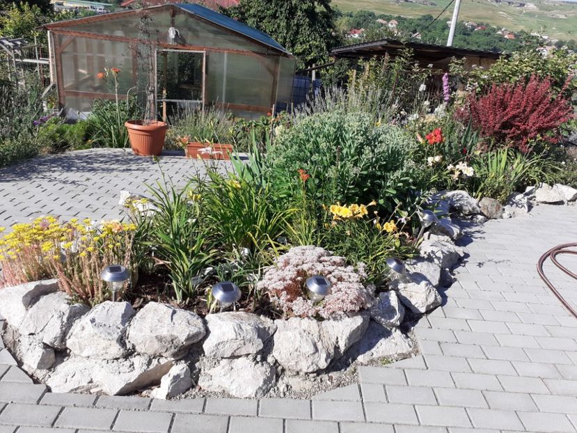  - Hemerocallis 2021