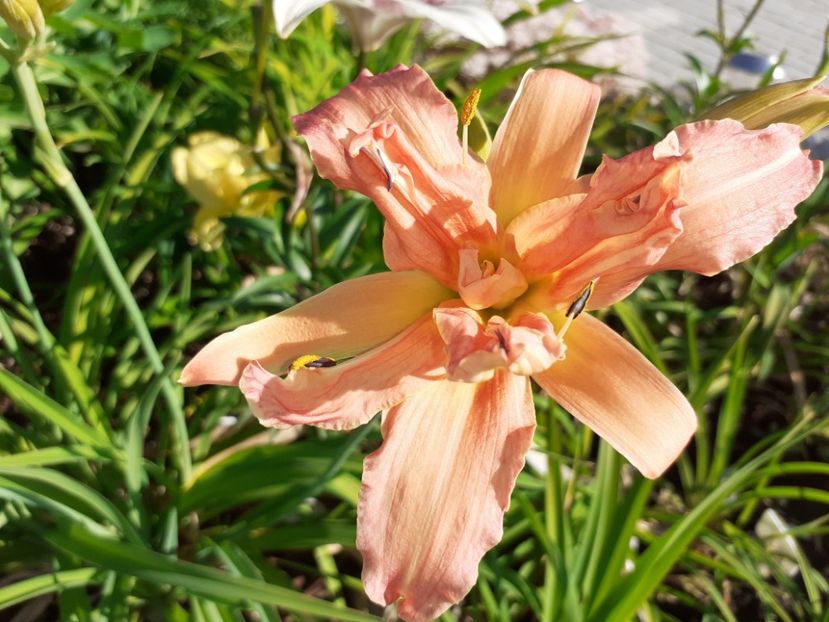 Double Pom Pom - Hemerocallis 2021