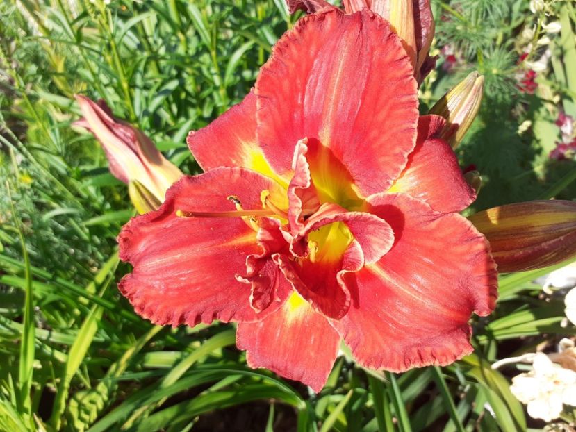 Highland Lord - Hemerocallis 2021