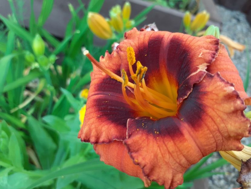 Madeline Nettles Eyes - Hemerocallis 2021