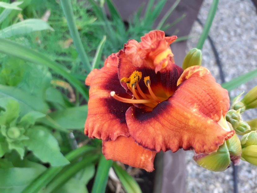 Madeline Nettles Eyes - Hemerocallis 2021