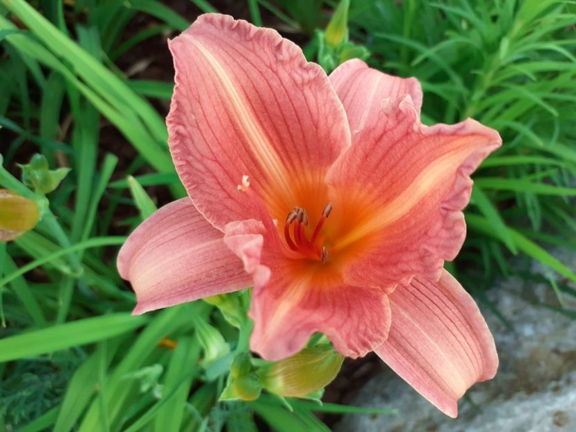 Christmas Candle - Hemerocallis 2021
