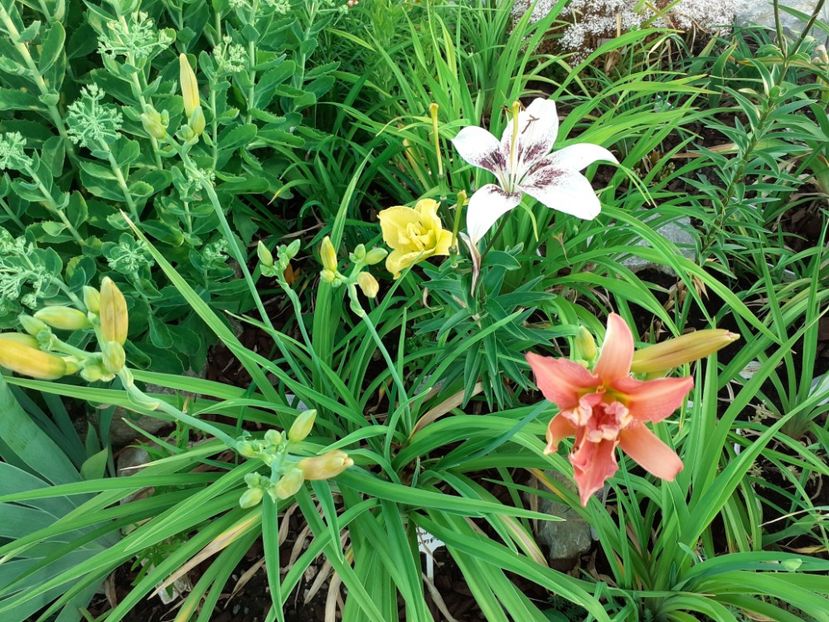  - Hemerocallis 2021