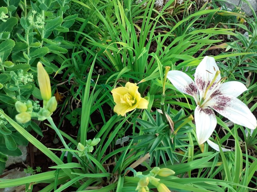  - Hemerocallis 2021