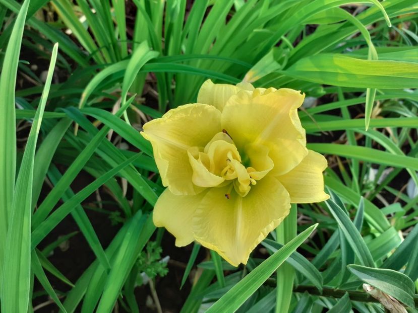 Little Carnation - mai degraba Double River Wye - Hemerocallis 2021