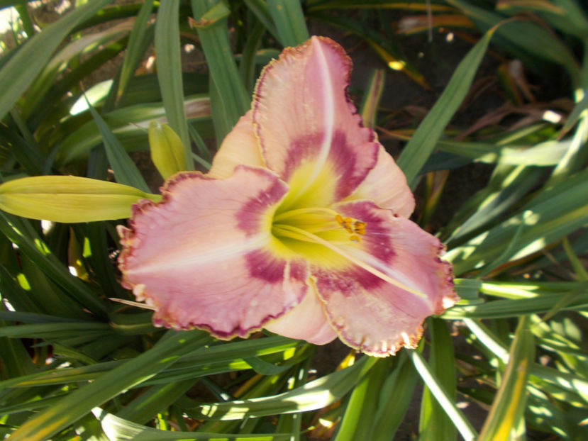 r2,13-fl=18cm - HEMEROCALLISI NOI DISPONIBIL IN 2021