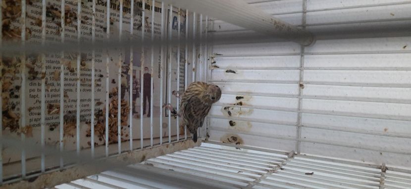  - Pui hibrizi canarusi 2021