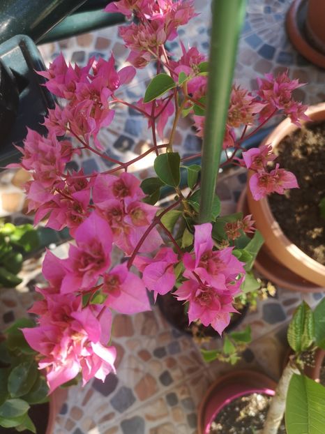  - Bougainvillea