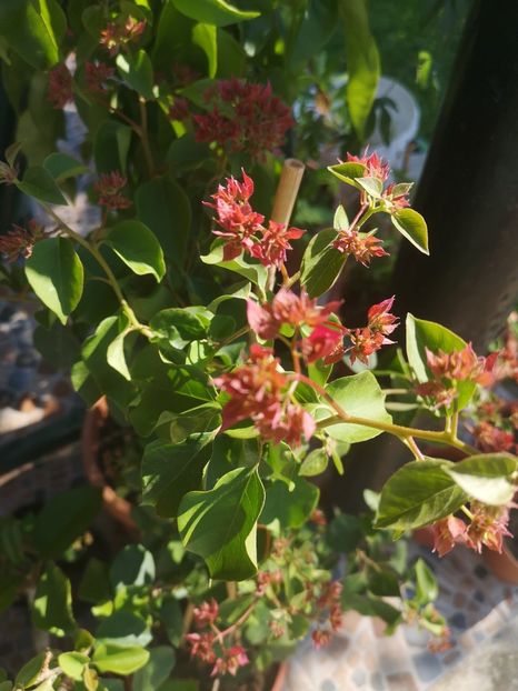  - Bougainvillea