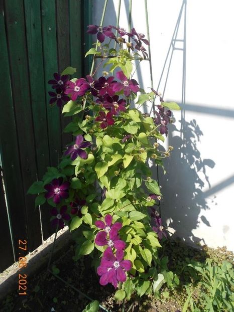 cl - 02 Clematite 2021