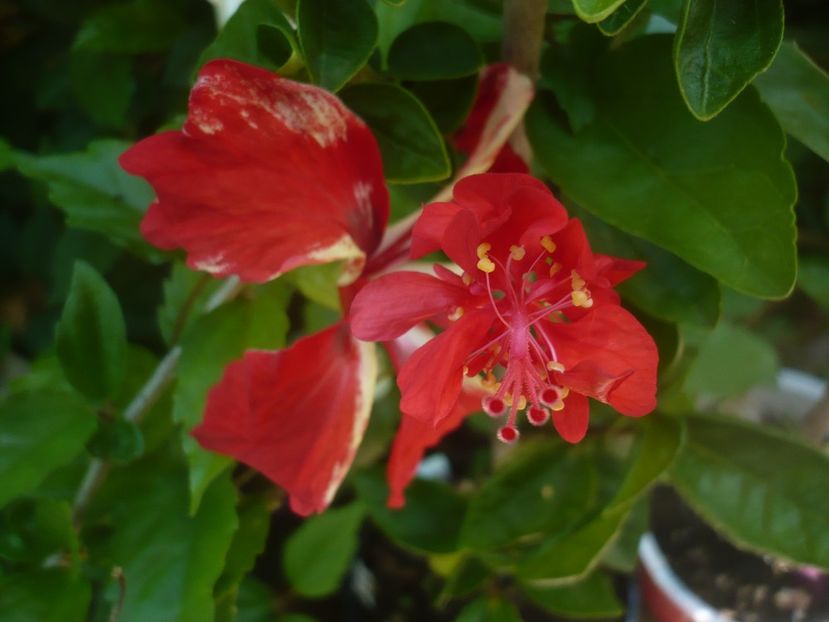 P1480849 - HIBISCUSI 2021-1