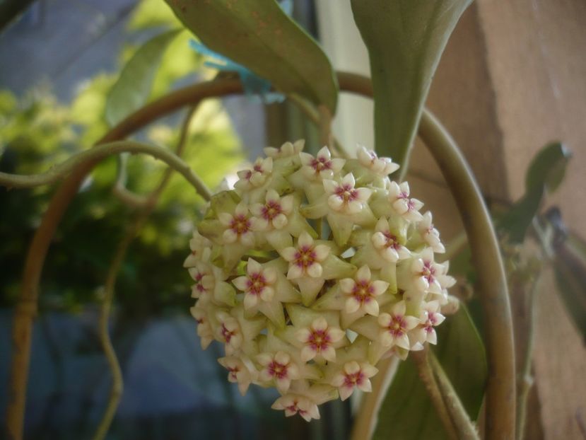 P1480851 - HOYA 2021-1