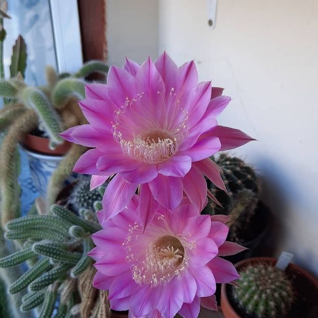 Echinopsis pink - Cactusii 2021