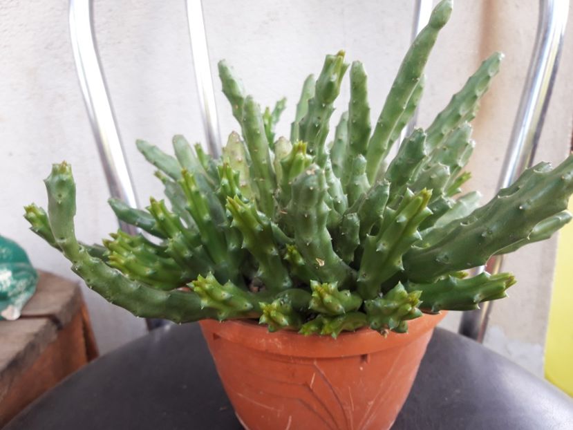  - cactusi