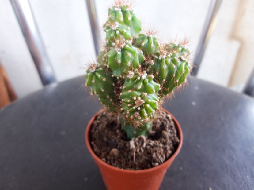 - cactusi