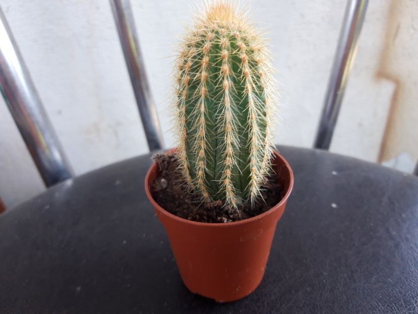  - cactusi