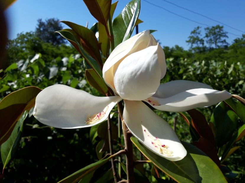 - magnoliile mele