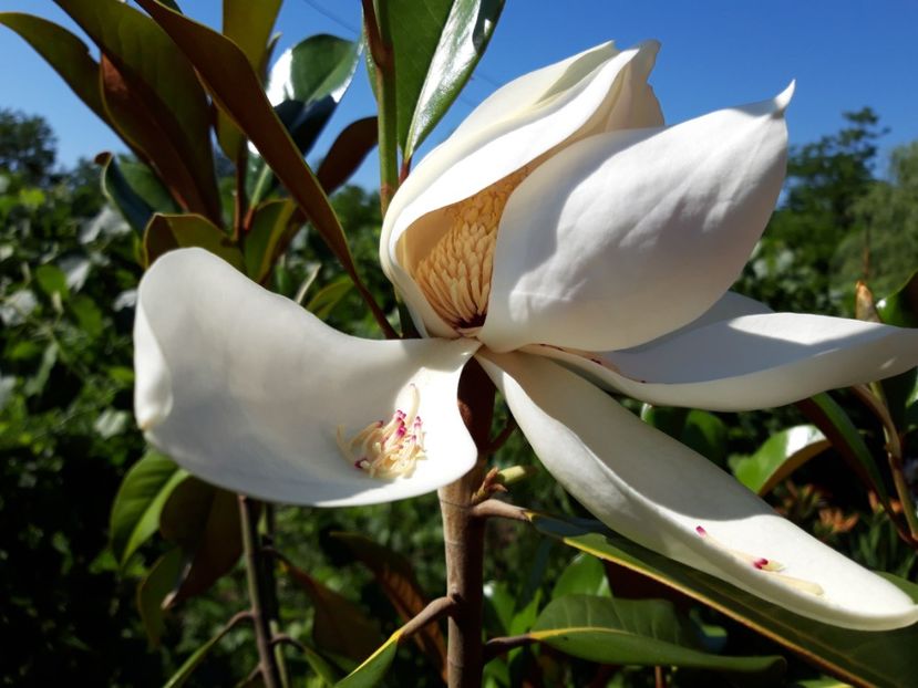  - magnoliile mele