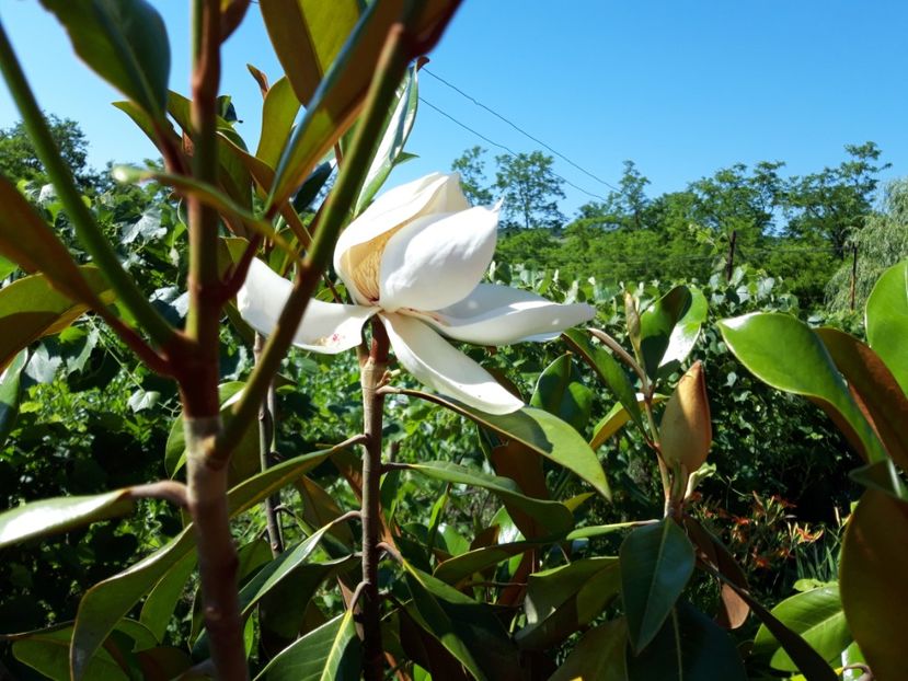  - magnoliile mele