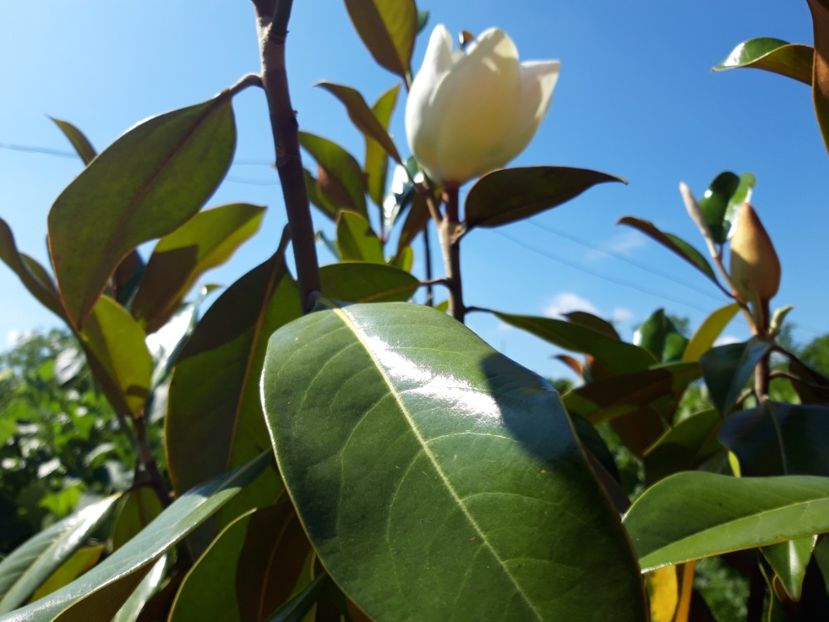  - magnoliile mele