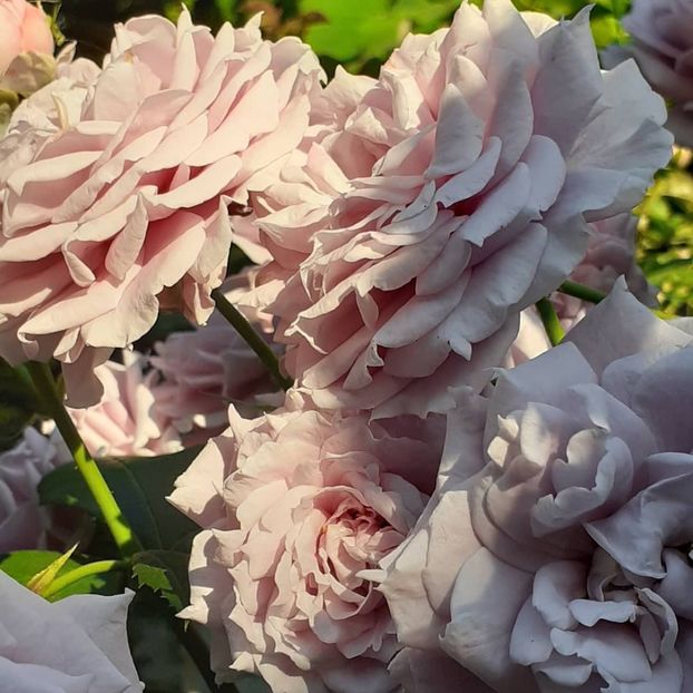 28 06 2021 - Novalis 2021