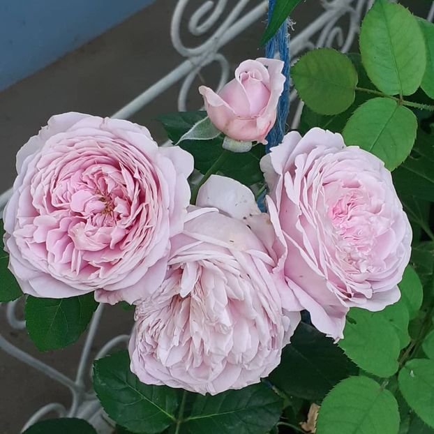 Spirit of freedom - Iunie 2021