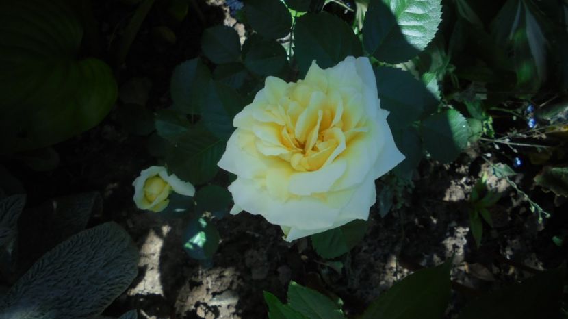 Hop si eu...calde multumiri ! - Sclipiri 2021