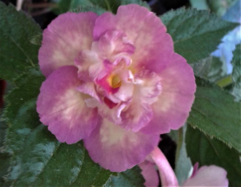 20210628_101550-6 - colectia mea de achimenes 2021