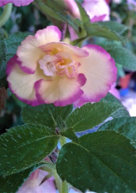 20210628_101621-5 - colectia mea de achimenes 2021