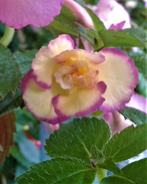 20210628_101638-4 - colectia mea de achimenes 2021