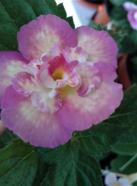 20210628_101659-3 - colectia mea de achimenes 2021