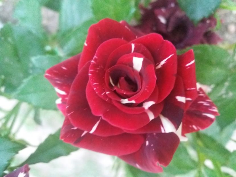  - Florile mele 2021