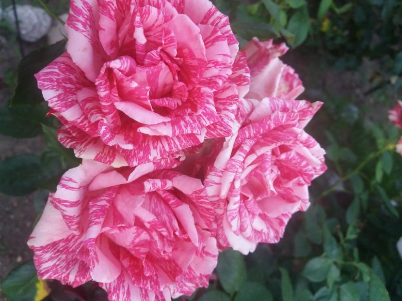  - Florile mele 2021
