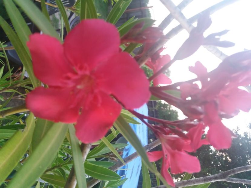  - Florile mele 2021