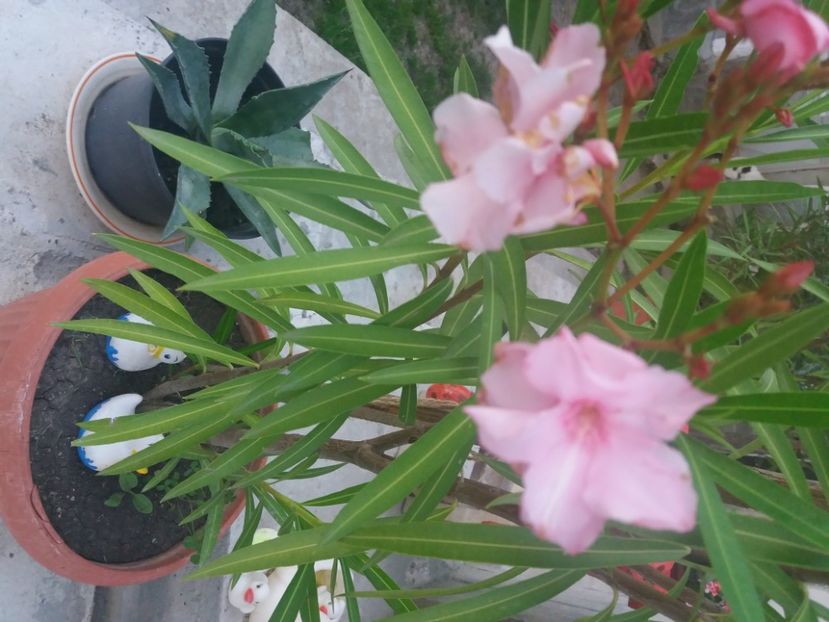  - Florile mele 2021