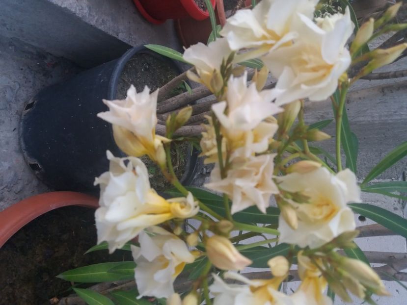  - Florile mele 2021