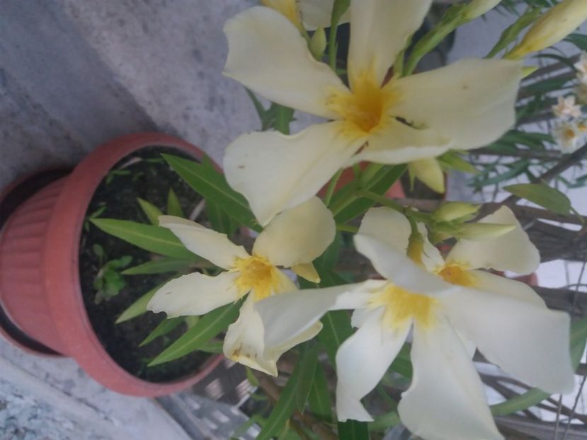  - Florile mele 2021