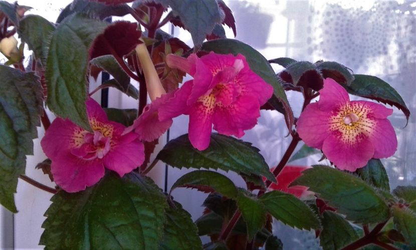 20210628_095943-1 - Foarte multe varietatii inca nu au inflorit