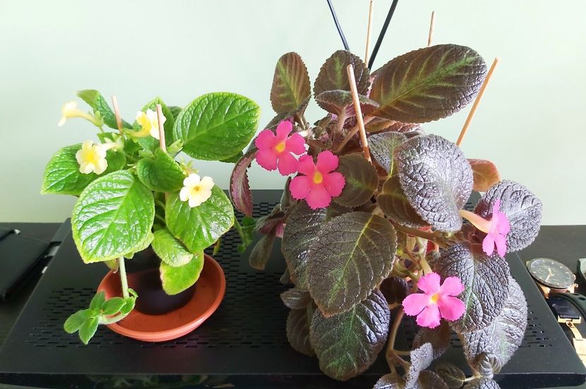28.06 Tropical Topas & Pinkiscia - Episcii 2021