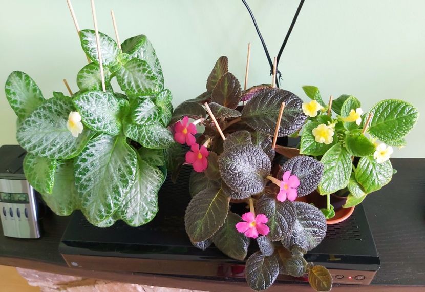 My Precious & Pinkiscia & Tropical Topas - Episcii 2021
