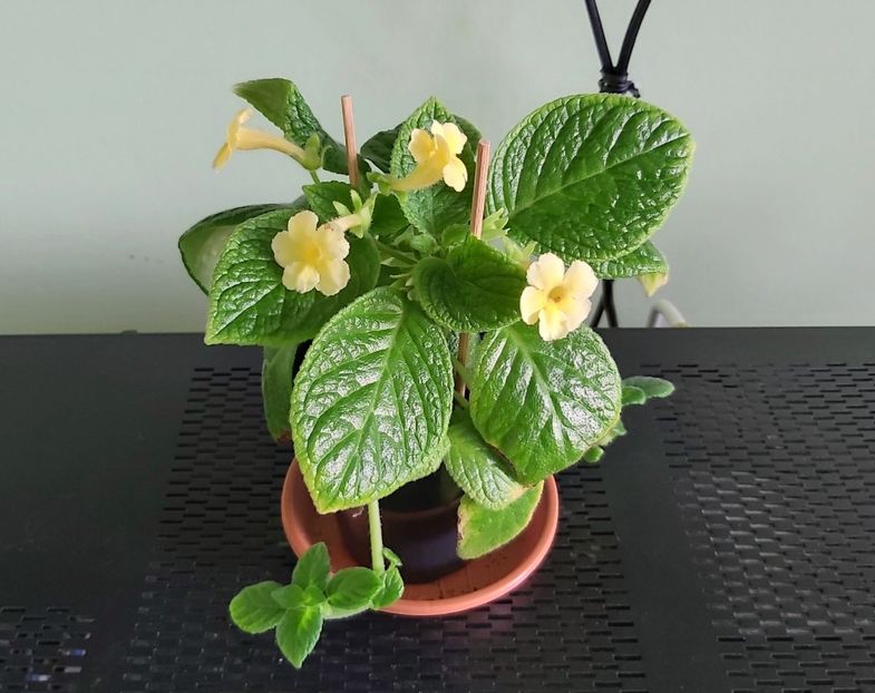 Tropical Topas - Episcii 2021