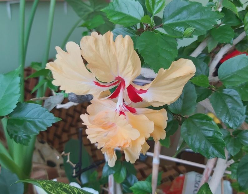 24.06 - Hibiscusi 2021