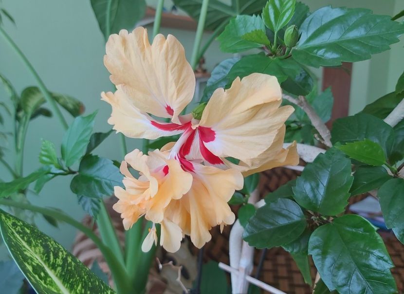 El Capitolio Sport of Sport - Hibiscusi 2021