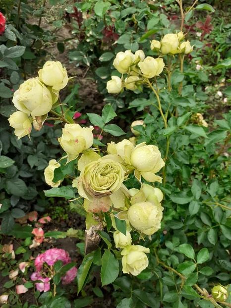  - Lovely Green - Prins din lastar!