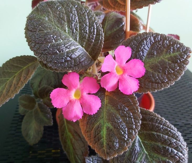Floricele Pinkiscia - 1 - Disponibile plante de vanzare 2021
